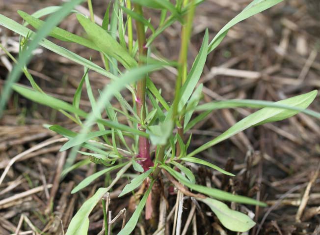 ヒロハホウキギク