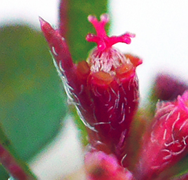 ハイニシキソウ