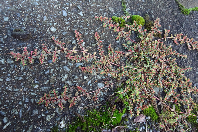 ハイニシキソウ