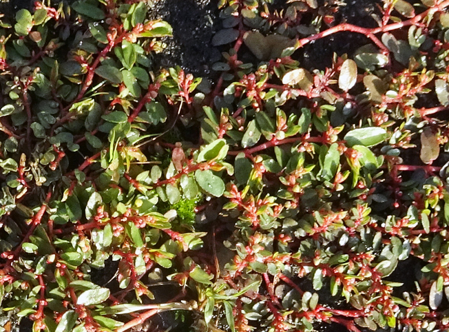 ハイニシキソウ