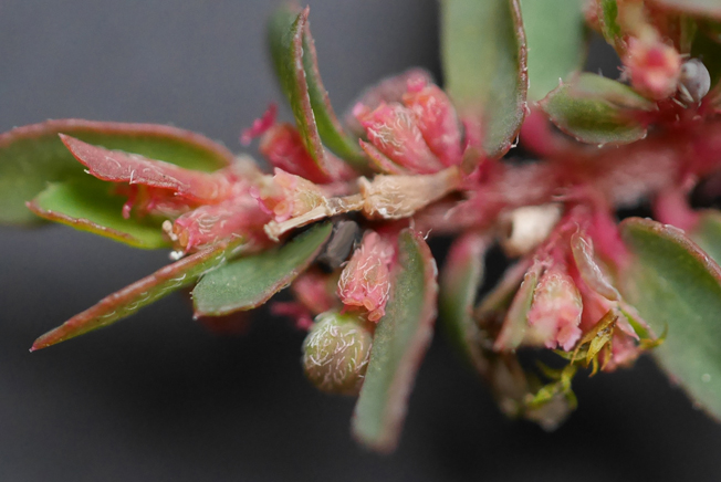 ハイニシキソウ