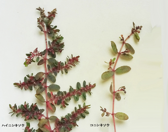 ハイニシキソウ