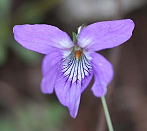 オオタチツボスミレ