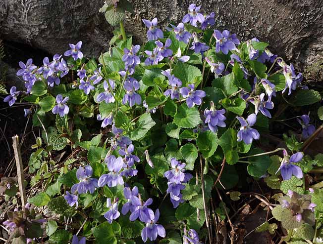 オオタチツボスミレ