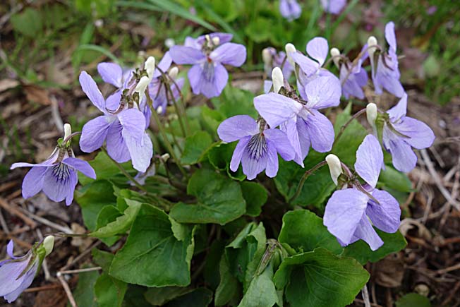 オオタチツボスミレ