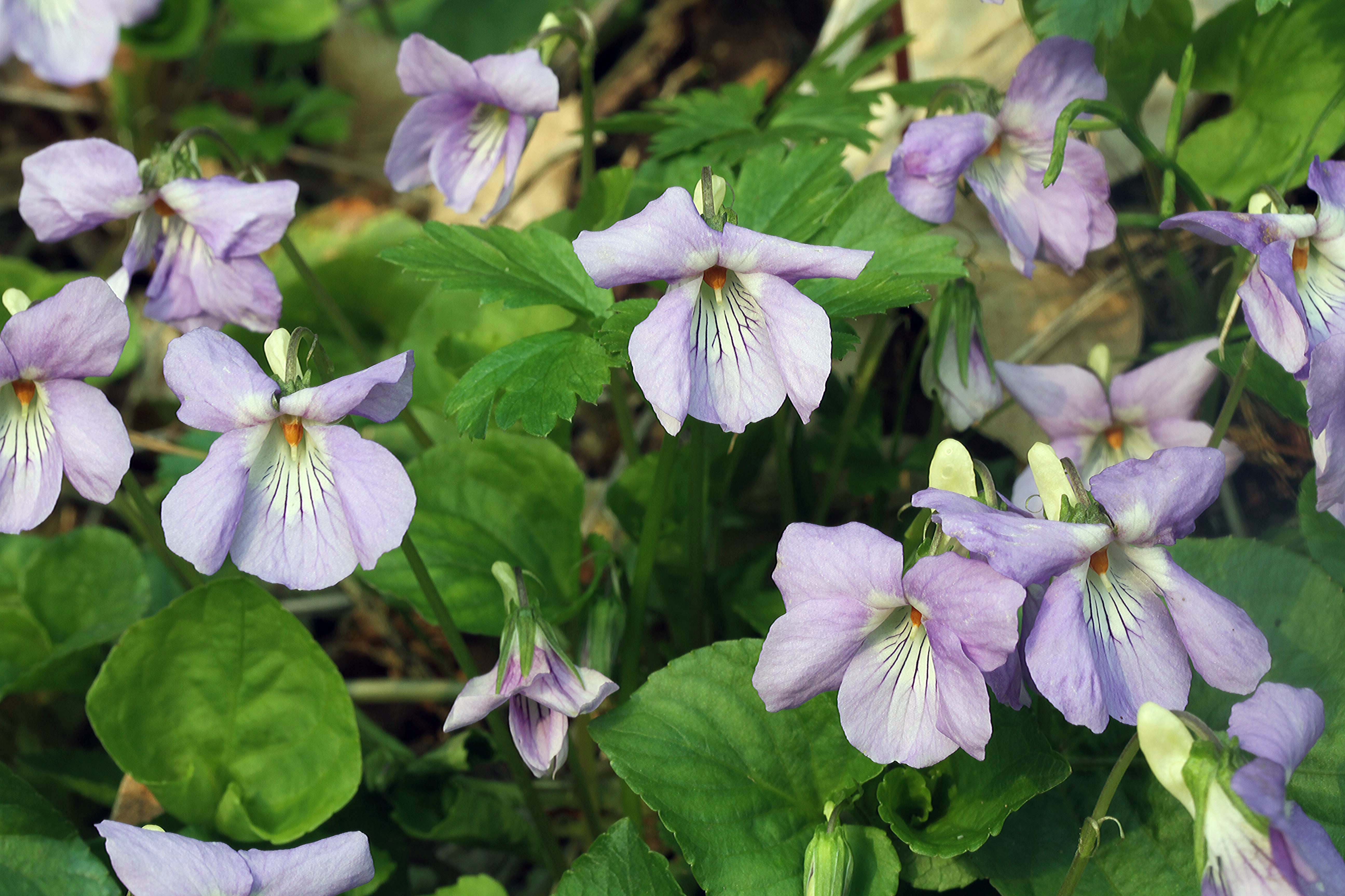 オオタチツボスミレ