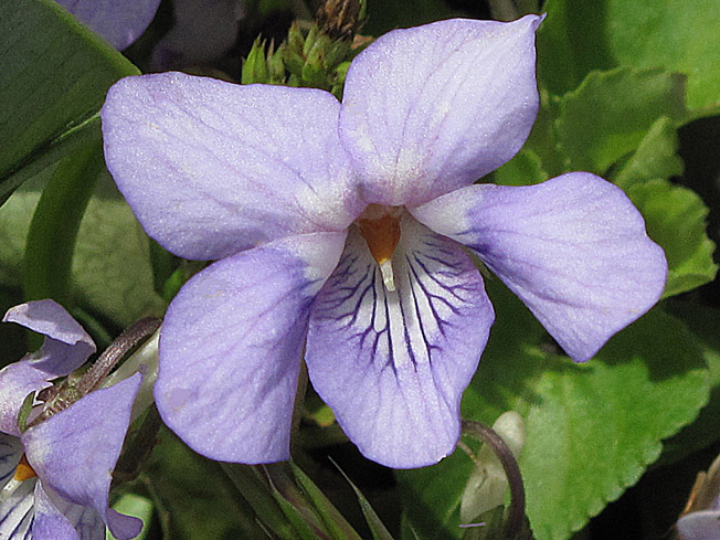 オオタチツボスミレ