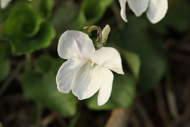 オオタチツボスミレ