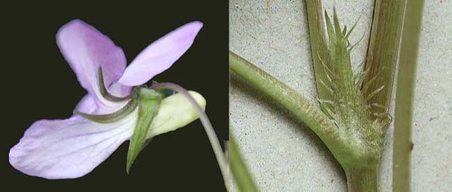 オオタチツボスミレ