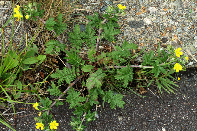 ヒリハノカワラサイコ