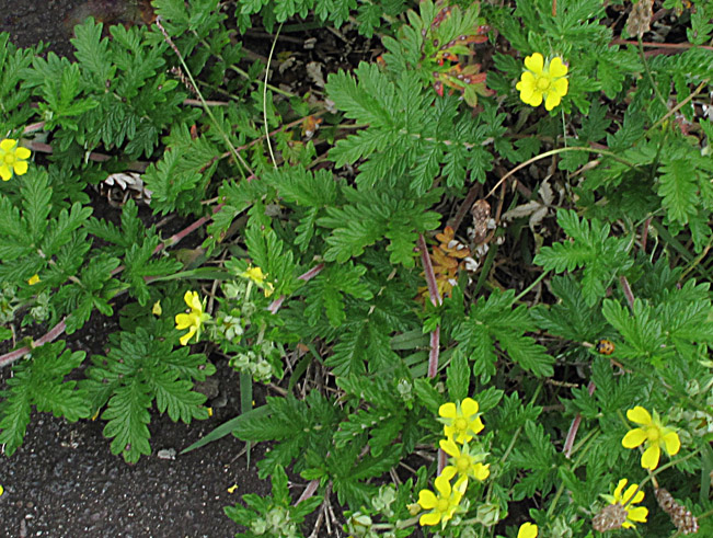 ヒリハノカワラサイコ