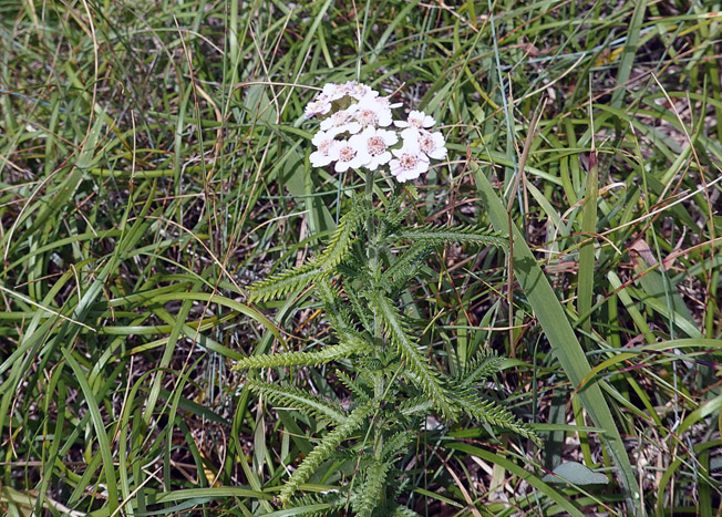 キタノコギリソウ