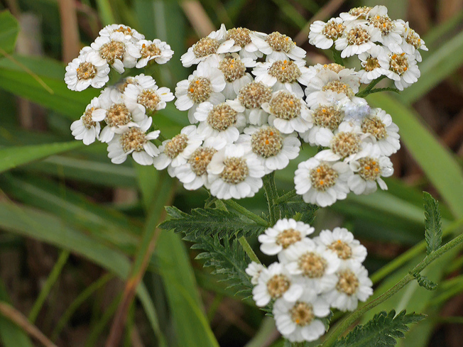 キタノコギリソウ