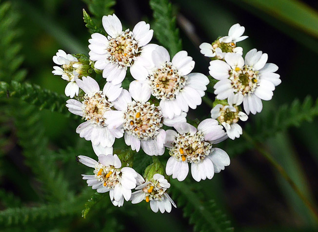 キタノコギリソウ