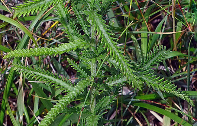 キタノコギリソウ