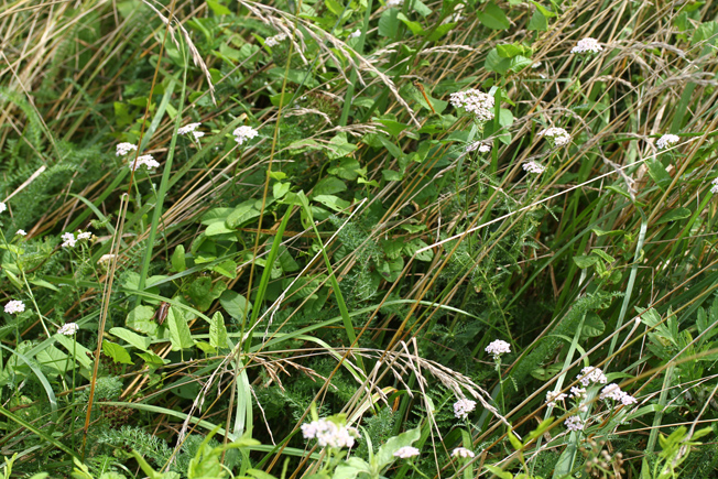 セイヨウノコギリソウ