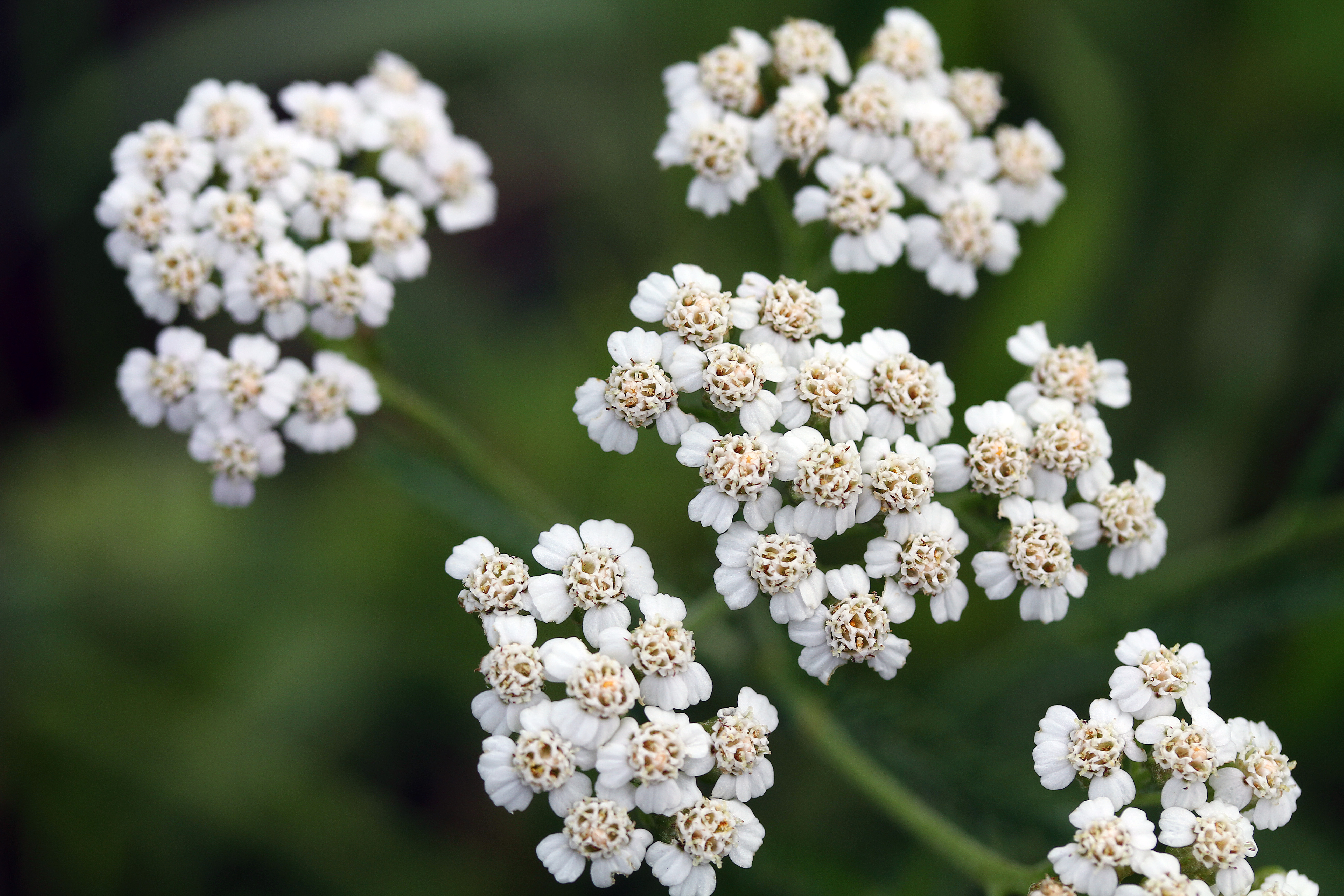 セイヨウノコギリソウ