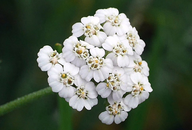 セイヨウノコギリソウ