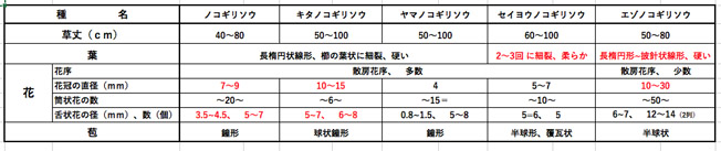 セイヨウノコギリソウ