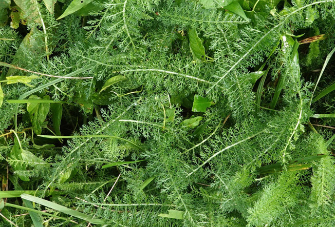 セイヨウノコギリソウ