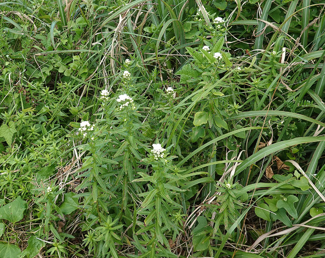 エゾノコギリソウ