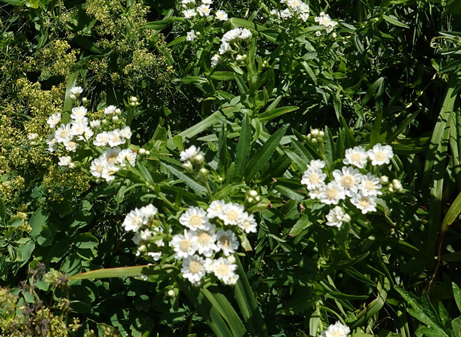 エゾノコギリソウ