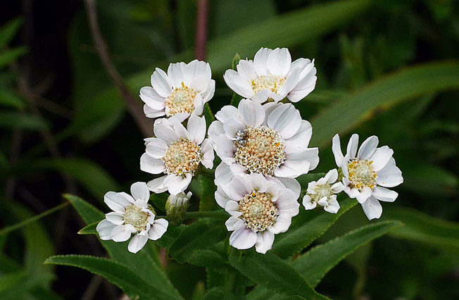 エゾノコギリソウ