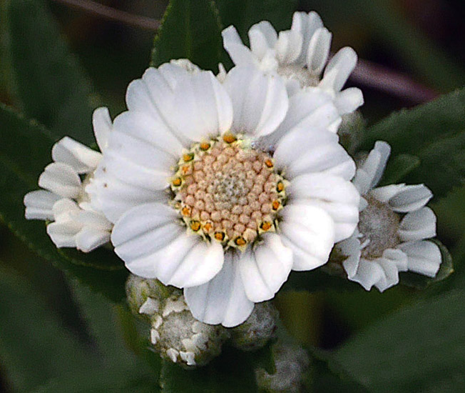 エゾノコギリソウ