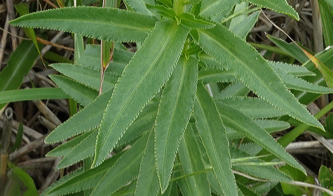 エゾノコギリソウ