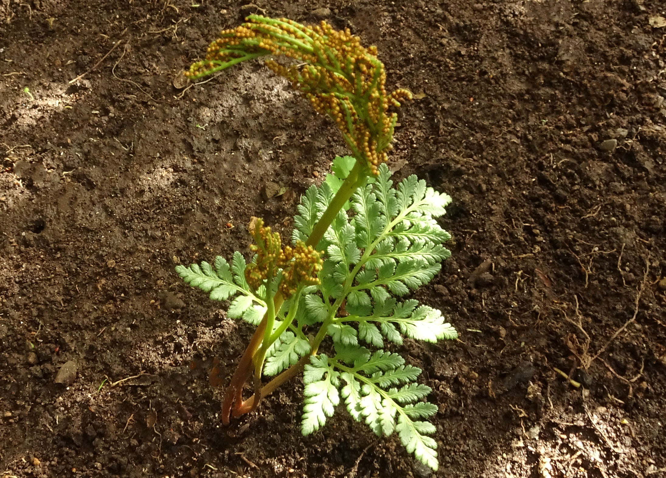 フユノハナワラビ