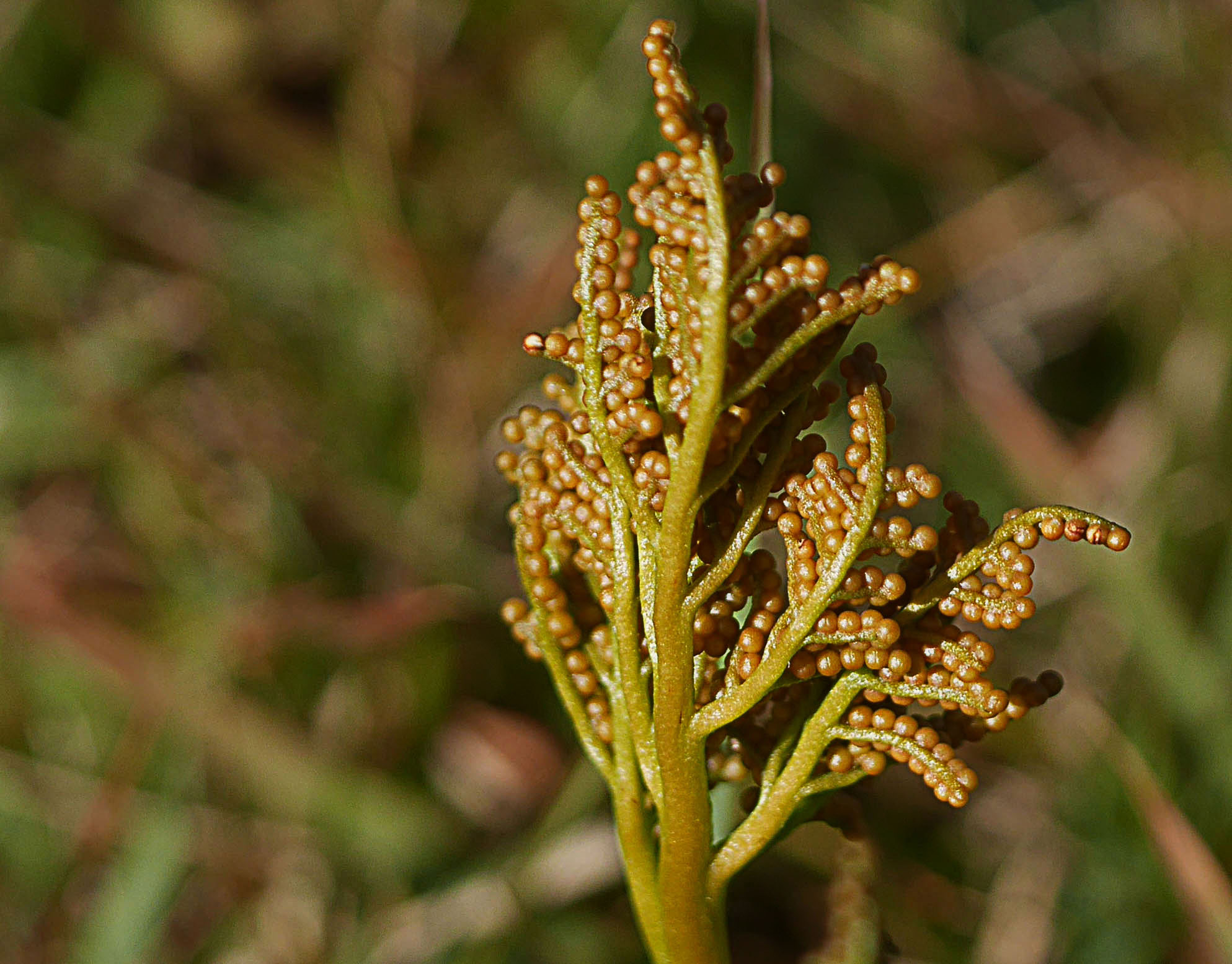 フユノハナワラビ