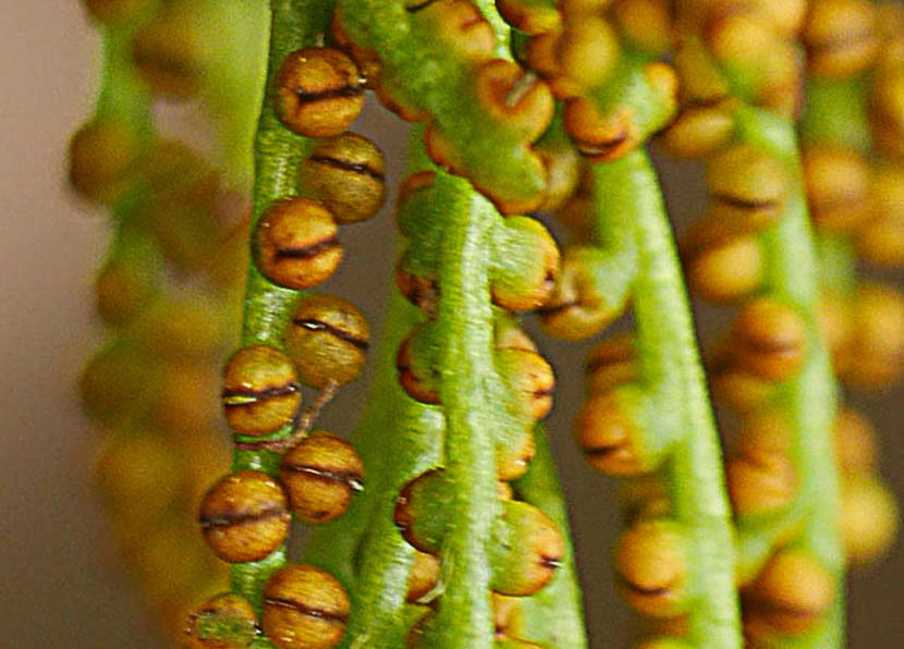 フユノハナワラビ