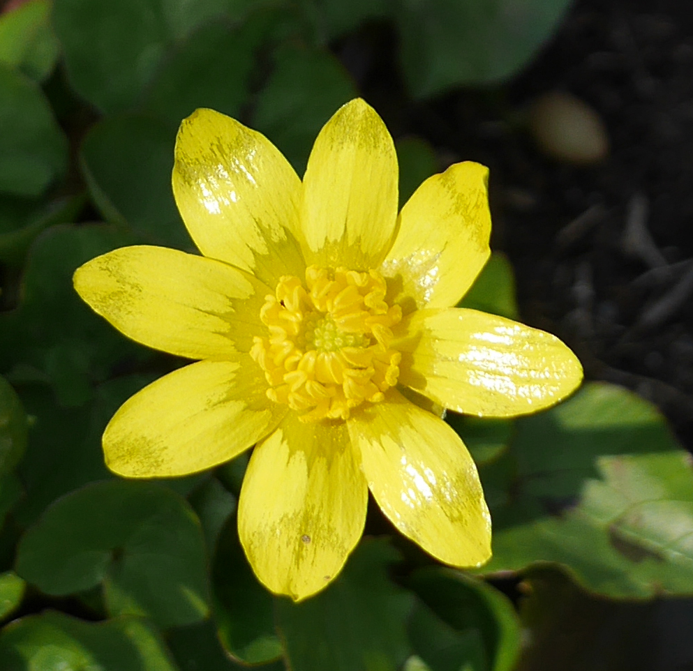 キクザキリュキンカ