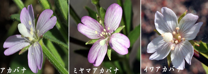 アカバナ