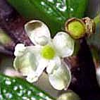 アカミノイヌツゲ