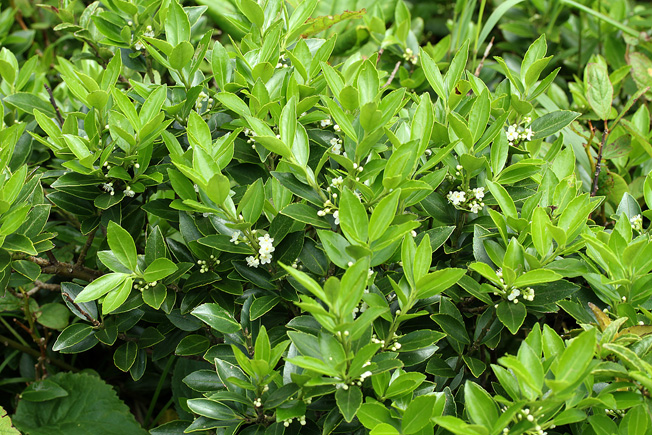 アカミノイヌツゲ