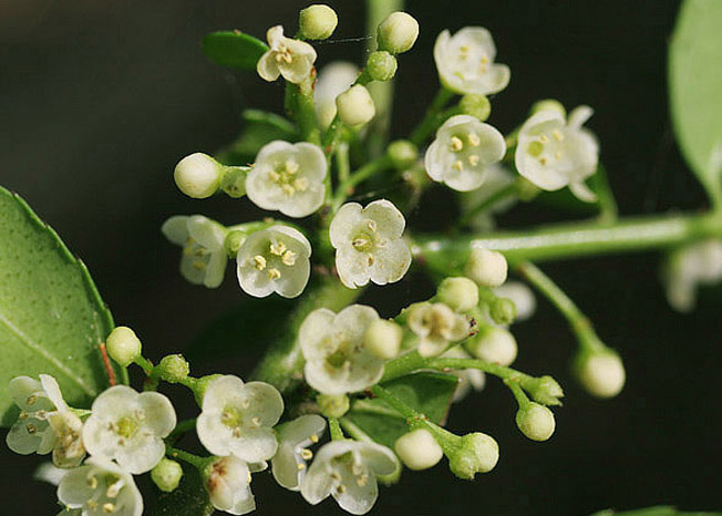 アカミノイヌツゲ