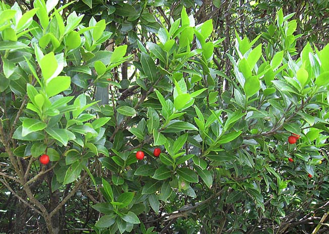 アカミノイヌツゲ