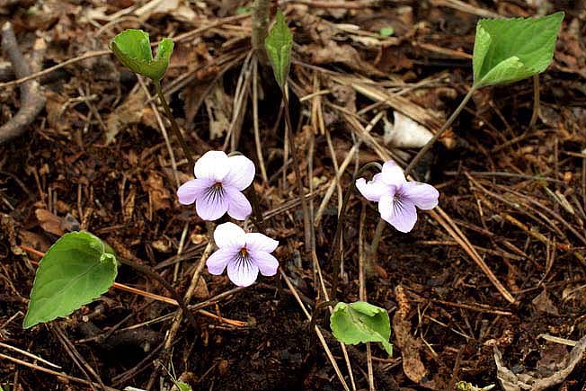 アケボノスミレ