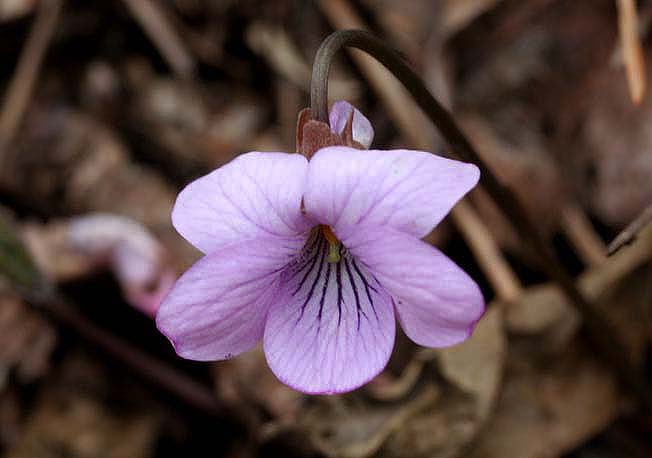 アケボノスミレ