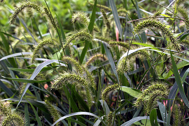 アキノエノコログサ