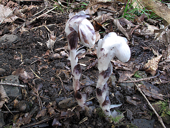 アキノギンリョウソウ