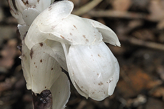 アキノギンリョウソウ