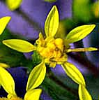 アキノキリンソウ