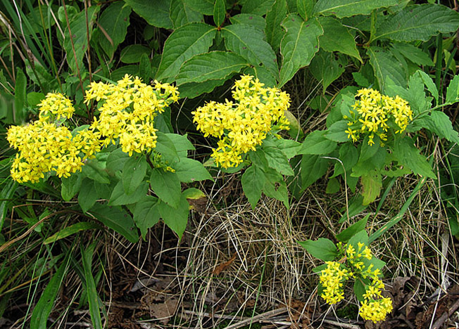 アキノキリンソウ