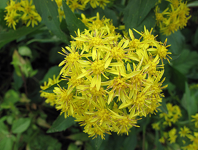 アキノキリンソウ