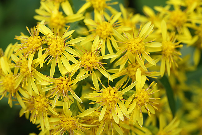 アキノキリンソウ