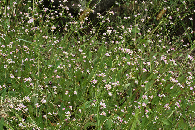 アキノウナギツカミ