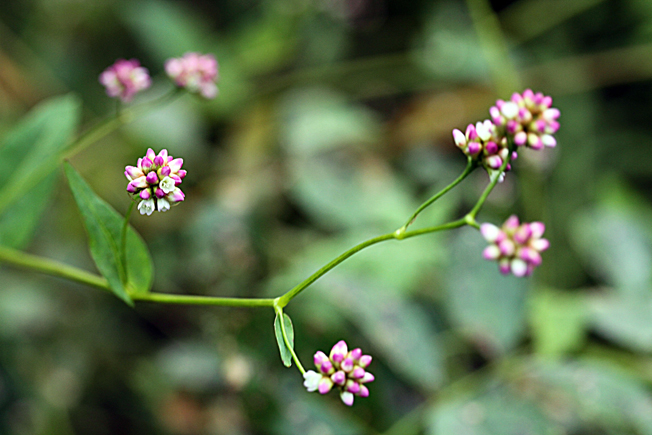 アキノウナギツカミ