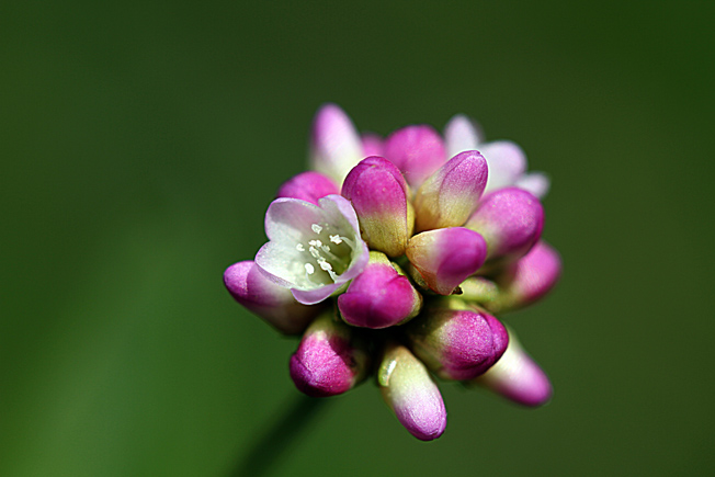 アキノウナギツカミ